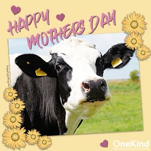 Mothers day card with a cow and flowers.