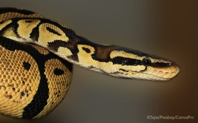 A close up of a snake