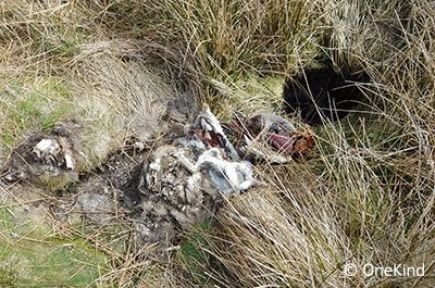 Stink pit found on Pentland Hills