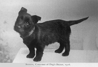 1912 – First Dogs Bazaar