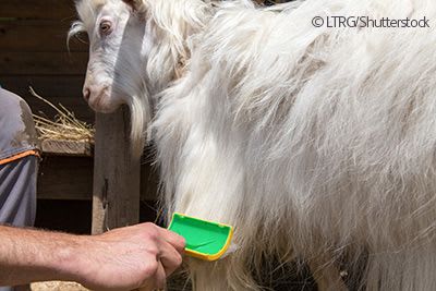 A cashmere goat being combed.