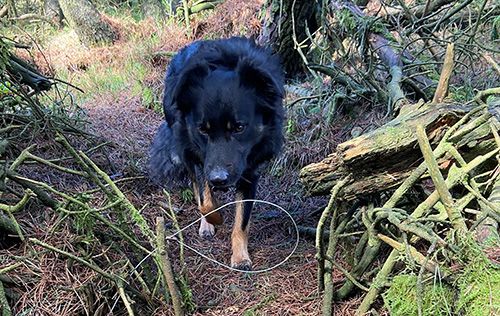 Dog with snare in woods in north Wales