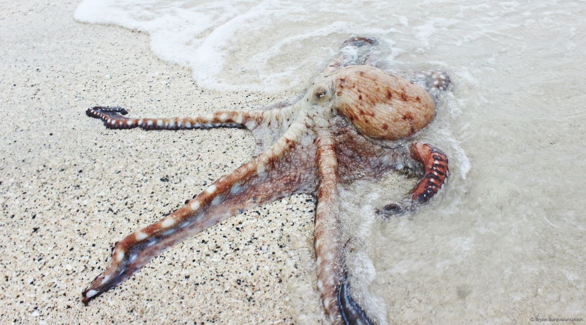 Octopus on beach