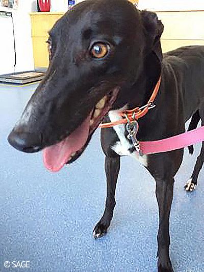 Sasha the rescued greyhound in the vets.