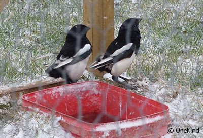 Magpies caught in cage trap