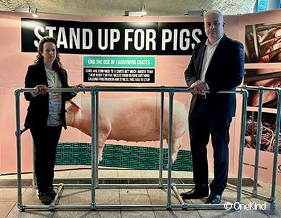 OneKind Stand up for pigs exhibition stand in Scottish Parliament.