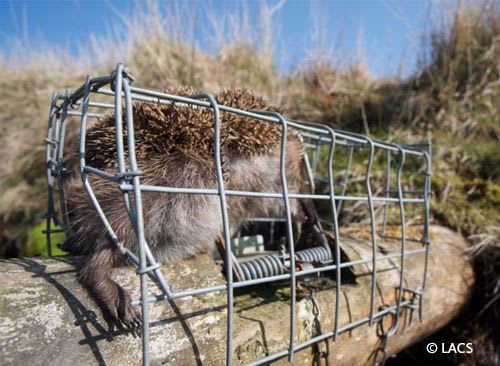 Hedgehog caught in spring trap