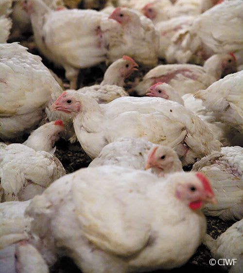 Hens reared for meat (broilers) in high intensive conditions.