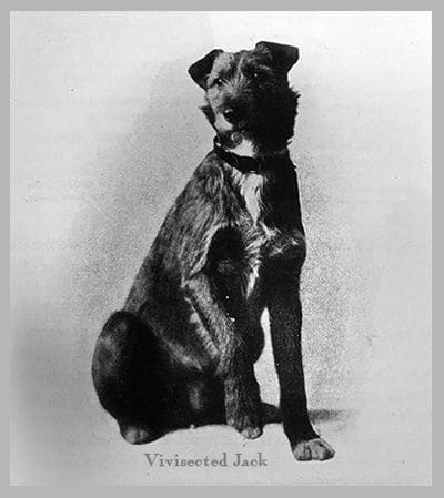 Vivisected Jack, dog who was stolen and used for experiments in 1913