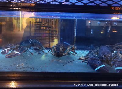Lobsters in tank