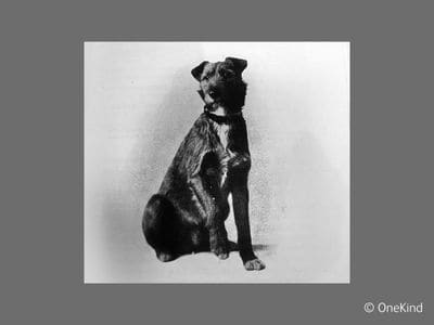 A black and white photo of Irish terrier Vivisected Jack