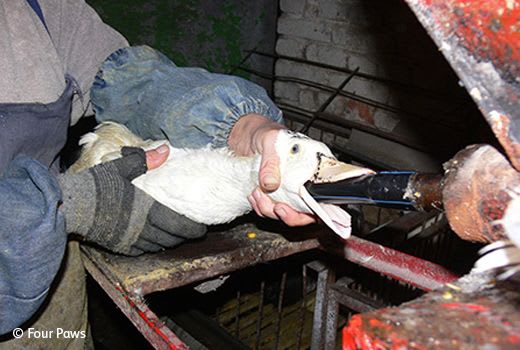 Force feeding of geese for foie gras
