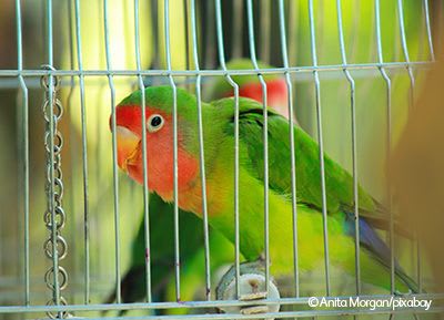 Pet parrots in a cage.