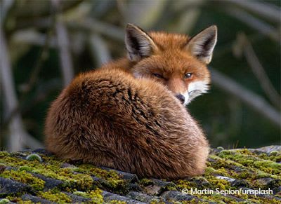 Red fox resting