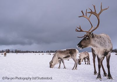 Free roaming reindeer