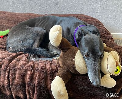 Rescued greyhound Sasha with toy.