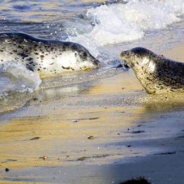 2020 – Scottish Government announce an effective ban on seal shooting