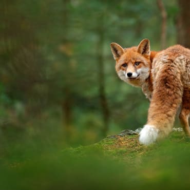 Ban fox hunting