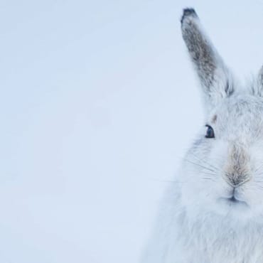 Mountain hare persecution in Scotland - 2017