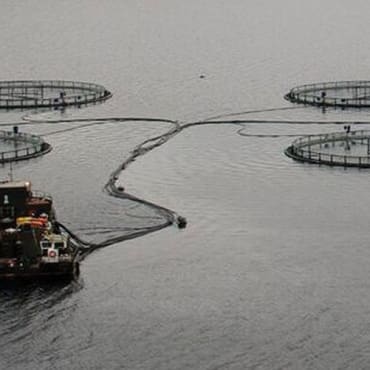 Cleaner fish welfare on Scotland’s salmon farms - 2018