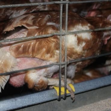 Ban farmed animal cages