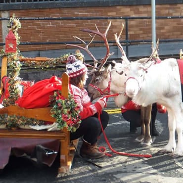 'Festive’ reindeer displays